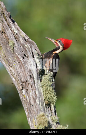 Lineated Specht (Dryocopus Lineatus) thront auf einem Ast in Bolivien, Südamerika. Stockfoto