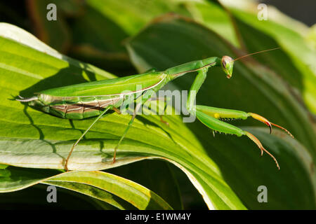 Kurzärmelig (Mantis Religiosa) zu beten-Mantodea Ordnung der Insekten, Gatineau, Quebec, Kanada. Stockfoto