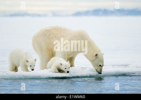 Eisbär-Mutter (Ursus Maritimus) und Jungtiere, Spitzbergen, Arktis Norwegen Stockfoto