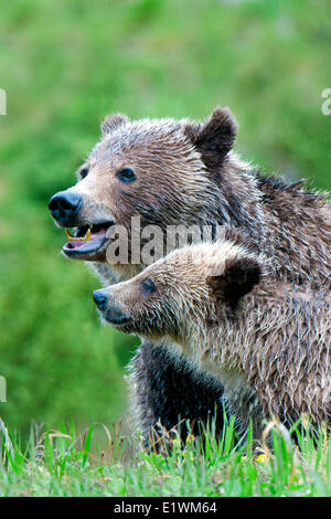 Mutter Grizzly Bär (Ursus Arctos) und Jährling Cub, Rocky Mountain Ausläufern, westlichen Alberta, Kanada Stockfoto