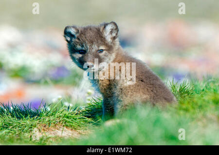 Polarfuchs-Welpen (Alipex Lagopus) an der Mündung der seine Radix Höhle, Victoria-Insel, Nunavut, arktischen Kanada Stockfoto