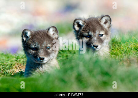 Polarfuchs-Welpen (Alipex Lagopus) an der Mündung des ihren Radix Schlupfwinkel, Victoria-Insel, Nunavut, arktischen Kanada Stockfoto