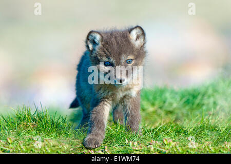 Polarfuchs-Welpen (Alipex Lagopus) an der Mündung der seine Radix Höhle, Victoria-Insel, Nunavut, arktischen Kanada Stockfoto