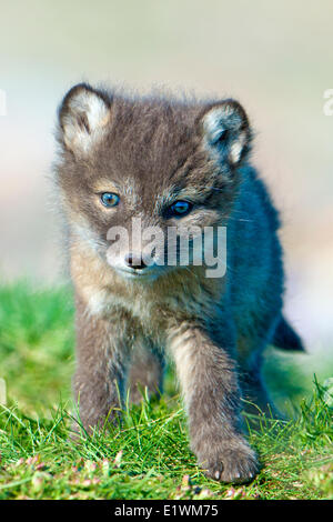 Polarfuchs-Welpen (Alipex Lagopus) an der Mündung der seine Radix Höhle, Victoria-Insel, Nunavut, arktischen Kanada Stockfoto