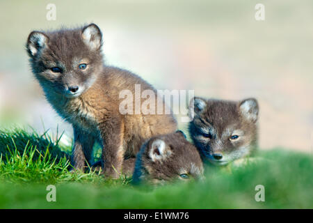 Polarfuchs-Welpen (Alipex Lagopus) an der Mündung des ihren Radix Schlupfwinkel, Victoria-Insel, Nunavut, arktischen Kanada Stockfoto