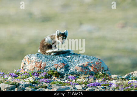 Polarfuchs (Alipex Lagopus) in Übergangszeit Sommer Fell, Victoria-Insel, Nunavut, arktischen Kanada Stockfoto