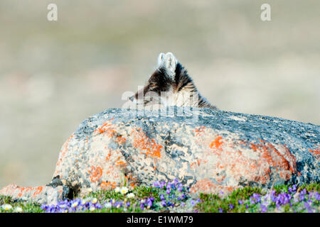 Polarfuchs (Alipex Lagopus) in Übergangszeit Sommer Fell, Victoria-Insel, Nunavut, arktischen Kanada Stockfoto