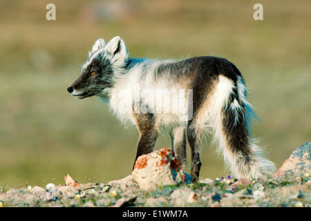 Polarfuchs (Alipex Lagopus) in Übergangszeit Sommer Fell, Victoria-Insel, Nunavut, arktischen Kanada Stockfoto