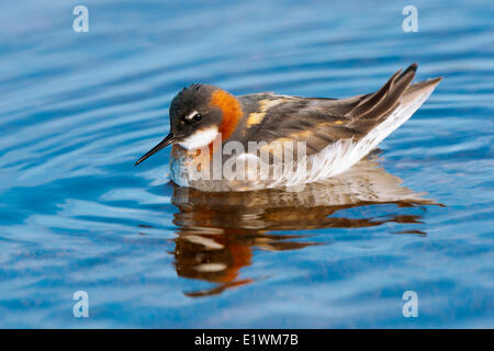 Weibliche rot-necked Phalarope (Phalaropus Lobatus), Victoria-Insel, Nunavut, arktischen Kanada Stockfoto