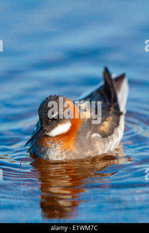 Weibliche rot-necked Phalarope (Phalaropus Lobatus), Victoria-Insel, Nunavut, arktischen Kanada Stockfoto