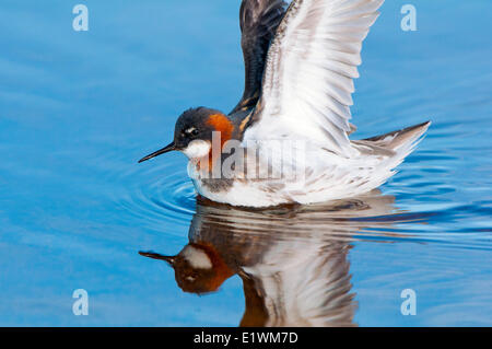 Weibliche rot-necked Phalarope (Phalaropus Lobatus), Victoria-Insel, Nunavut, arktischen Kanada Stockfoto