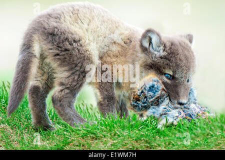 Polarfuchs-Welpen (Alipex Lagopus) mit fünf Lemminge stopfte in seiner Mündung in den Mund seiner Geburt Höhle Victoria-Insel, Nunavut Stockfoto