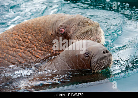 Pazifische Walross, Odobenus Rosmarus, Mutter und Kalb schwimmen in der kanadischen Arktis, Kanada Stockfoto