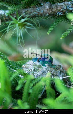 Funkelnde Violetear (Colibri Coruscans) in seinem Nest in Ecuador, Südamerika. Stockfoto