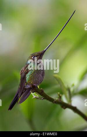 Schwert-billed Kolibri (Ensifera Ensifera) thront auf einem Ast in Ecuador, Südamerika. Stockfoto