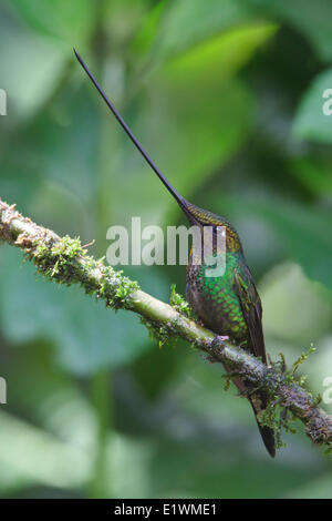 Schwert-billed Kolibri (Ensifera Ensifera) thront auf einem Ast in Ecuador, Südamerika. Stockfoto