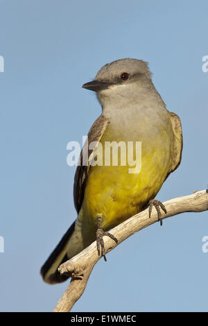 Western Kingbird (Tyrannus Verticalis) thront auf einem Ast in Süd-Arizona, USA. Stockfoto
