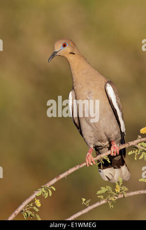 Weiß – Winged Taube (Zenaida Asiatica) thront auf einem Ast in Süd-Arizona, USA. Stockfoto