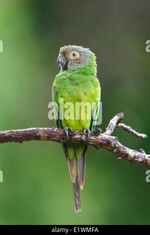 Unter der Leitung von Dusky Sittich (Aratinga Weddellii) thront auf einem Ast in Bolivien, Südamerika. Stockfoto