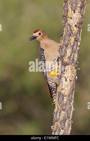 Gila Specht (Melanerpes Uropygialis) thront auf einem Ast in Süd-Arizona, USA. Stockfoto