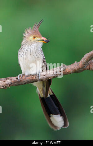 Guira Kuckuck (Guira Guira) thront auf einem Ast in Bolivien, Südamerika. Stockfoto