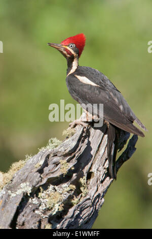 Lineated Specht (Dryocopus Lineatus) thront auf einem Ast in Bolivien, Südamerika. Stockfoto