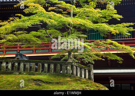 Auf dem Gelände der geschichtliches Komplex in Nikko, Japan steht dieses schöne japanische Ahorn Stockfoto