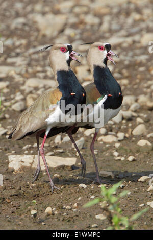 Südlichen Kiebitz (Vanellus Chilensis) während des Fluges in Bolivien, Südamerika. Stockfoto