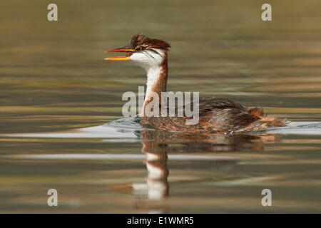 Titicaca flugunfähigen Grebe (Rollandia Microptera) im Titicaca-See in Bolivien, Südamerika. Stockfoto