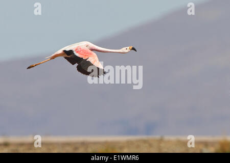 Anden Flamingo (Phoenicopterus Andinus) während des Fluges in Bolivien, Südamerika. Stockfoto