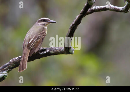 Golden-gekrönter Flycatcher (Myiodynastes Chrysocephalus) thront auf einem Ast in Bolivien, Südamerika. Stockfoto