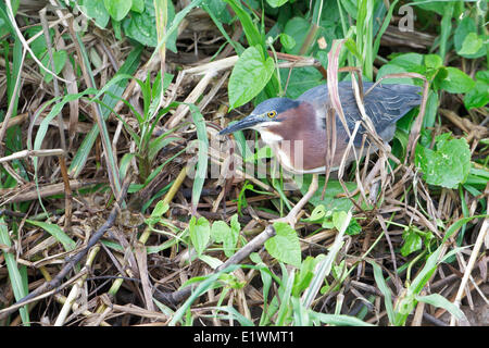 Grün Heron (S. Butorides Virescens) Fütterung entlang eines Flusses in Costa Rica, Zentralamerika. Stockfoto