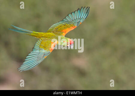 Rot-fronted Aras (Ara Rubrogenys) während des Fluges in Bolivien, Südamerika. Stockfoto