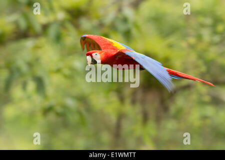 Hellroten Aras (Ara Macao) fliegen in Costa Rica, Zentralamerika. Stockfoto