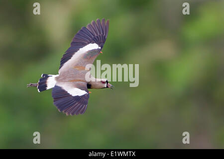 Südlichen Kiebitz (Vanellus Chilensis) während des Fluges in Bolivien, Südamerika. Stockfoto