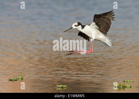 Weißrückenspecht Stelzenläufer (Himantopus Melanurus) während des Fluges in Bolivien, Südamerika. Stockfoto