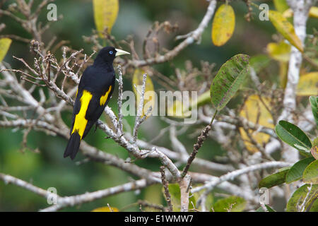 Gelb-Psephotus Cacique (Cacicus Cela) thront auf einem Ast in Ecuador, Südamerika. Stockfoto