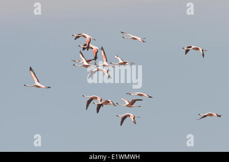 Anden Flamingo (Phoenicopterus Andinus) während des Fluges in Bolivien, Südamerika. Stockfoto