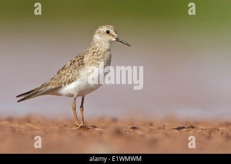 Baird es Strandläufer (Calidris Bairdii) in einem Feuchtgebiet in Bolivien, Südamerika. Stockfoto