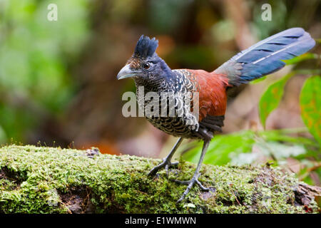 Gebänderten Boden-Kuckuck (Neomorphus Radiolosus) thront auf einem Ast in Ecuador, Südamerika. Stockfoto