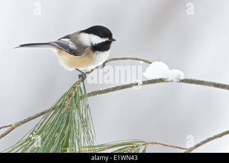 Schwarz-capped Chickadee (Poecile Atricapillus) thront auf einem Ast in östlichen Ontario, Kanada. Stockfoto