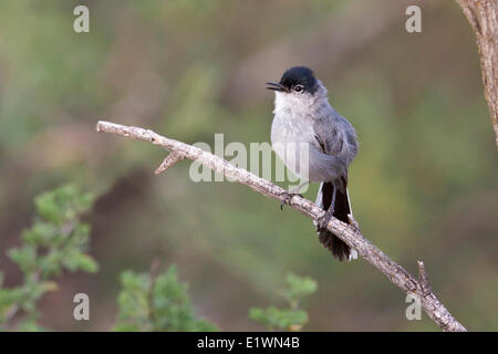 Schwarz-angebundene Gnatcatcher (Polioptila Melanura) thront auf einem Ast in Süd-Arizona, USA. Stockfoto