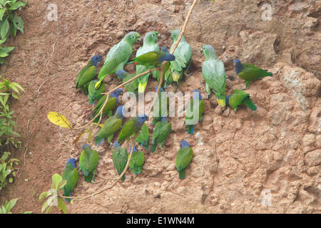 Blau-leitete Papagei (Pionus Menstruus) bei einer Salzlecke in Ecuador, Südamerika. Stockfoto