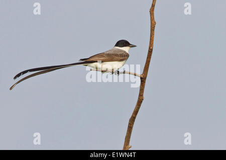 Gabel-tailed Flycatcher (Tyrannus Savana) thront auf einem Ast in Bolivien, Südamerika. Stockfoto