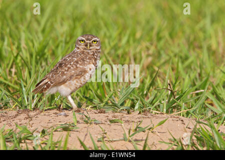 Kanincheneule (Athene Cunicularia) thront auf dem Boden in Bolivien, Südamerika. Stockfoto
