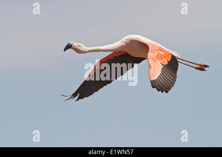 Chilenische Flamingo (Phoenicopterus Chilensis) während des Fluges in Bolivien, Südamerika. Stockfoto