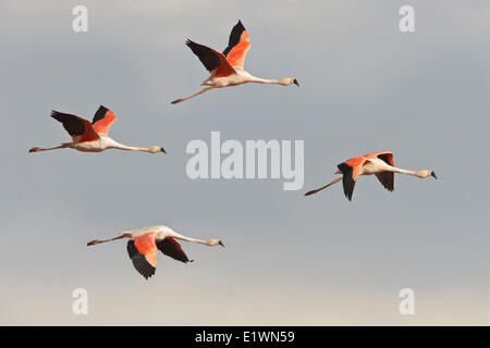 Chilenische Flamingo (Phoenicopterus Chilensis) während des Fluges in Bolivien, Südamerika. Stockfoto