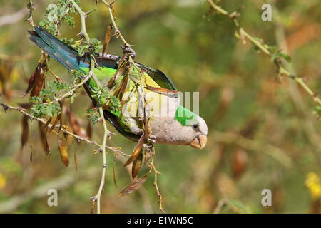 Cliff Parakeet (Myiopsitta Luchsi) thront auf einem Ast in Bolivien, Südamerika. Stockfoto