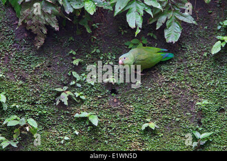 Kobalt-winged Sittich (Brotogeris Cyanoptera) an eine Salzlecke in Ecuador, Südamerika. Stockfoto