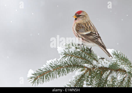 Gemeinsame Redpoll (Zuchtjahr Flammea) thront auf einem Ast in östlichen Ontario, Kanada. Stockfoto